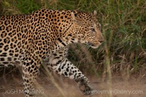 Josh Manring Photographer Decor Wall Art - africa wildlife-3.jpg